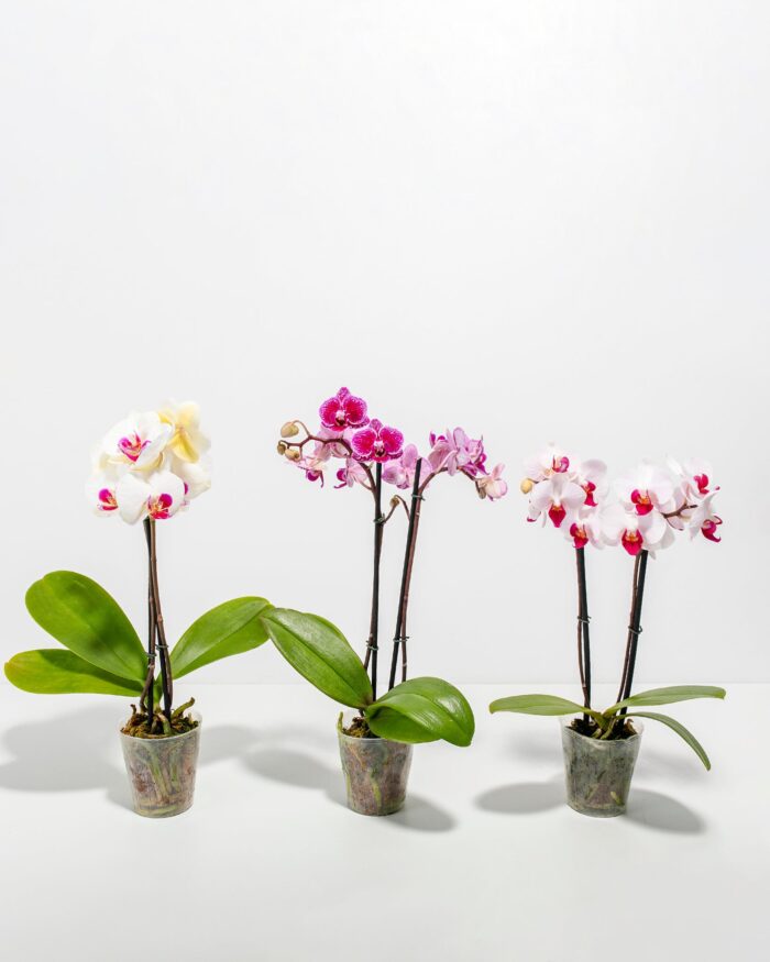 Moth Orchid Bundle