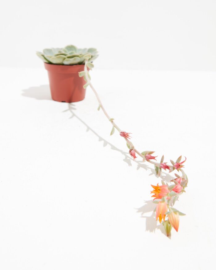 Echeveria Elegans - Image 3