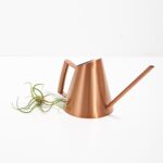 Tillandsia Bulbosa (Air Plant)