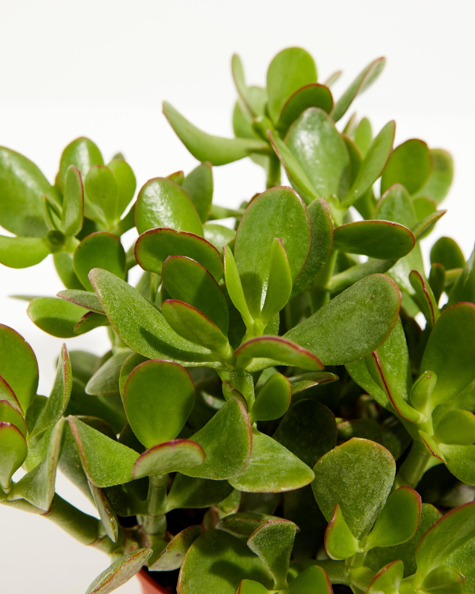 pl_Jade_6IN_po_grower-detail-1