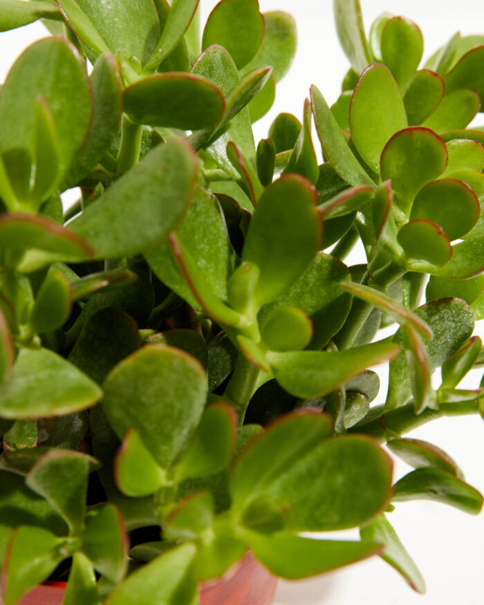 Jade Plant - Image 3