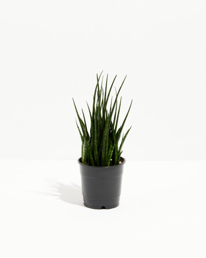 Sansevieria Fernwood