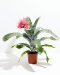 Pink Aechmea Bromeliad (Aechmea Fasciata)