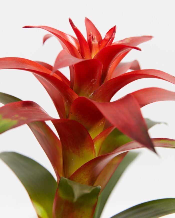All The Guzmania Bromeliads - Image 2